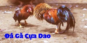 Đá gà cựa dao ABC8